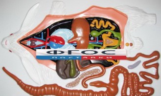 Модель барельефная "Внутреннее строение кролика" - fgospostavki.ru - Белово