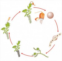 Модель-аппликация Размножение мха - fgospostavki.ru - Белово