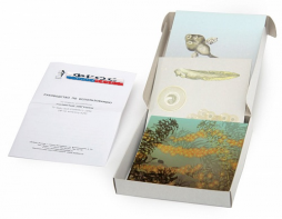 Модель-аппликация "Развитие лягушки" (набор из 10 карт) - fgospostavki.ru - Белово