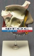 Модель "Разрез носоглотки" - fgospostavki.ru - Белово