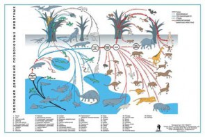 Комплект таблиц "Эволюция движений позвоночных животных" - fgospostavki.ru - Белово