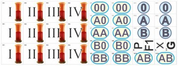 Модель-аппликация Генетика групп крови (демонстрационный набор из 34 карт) - fgospostavki.ru - Белово