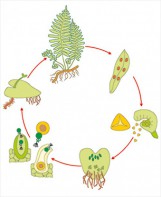 Модель-аппликация Размножение папоротника - fgospostavki.ru - Белово