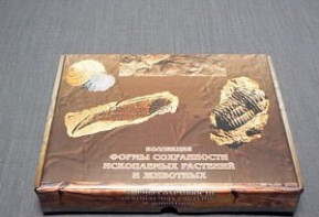 Коллекция "Формы сохранности ископаемых растений и животных" - fgospostavki.ru - Белово