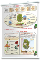 Плакаты по природоведению 2-3 классы. Для оформления кабинета. - fgospostavki.ru - Белово