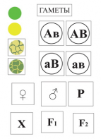 Модель-аппликация Дигибридное скрещивание и его цитологические основы - fgospostavki.ru - Белово