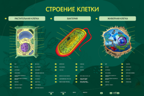 Электрифицированный стенд "Строение клетки" с маркерными полями - fgospostavki.ru - Белово