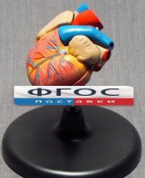 Модель "Сердце" (лабораторная) - fgospostavki.ru - Белово