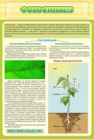 Стенд "Фотосинтез" - fgospostavki.ru - Белово