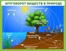Стенд "Круговорот веществ" - fgospostavki.ru - Белово
