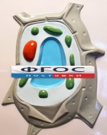 Модель барельефная "Растительная клетка" - fgospostavki.ru - Белово