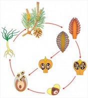 Модель-аппликация Размножение сосны - fgospostavki.ru - Белово