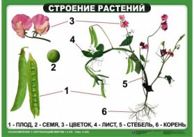 Комплект таблиц "Ознакомление с окружающим миром 1-4 класс" - fgospostavki.ru - Белово