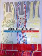 Модель барельефная "Ворсинка кишечная с сосудистым руслом" - fgospostavki.ru - Белово