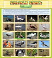 Стенд "Красная книга - птицы" - fgospostavki.ru - Белово