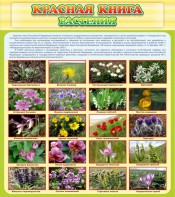 Стенд "Красная книга - растения" - fgospostavki.ru - Белово