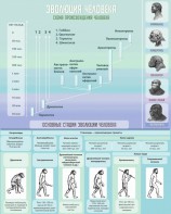 Стенд "Эволюция человека" Вариант 1 - fgospostavki.ru - Белово