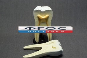 Модель "Строение зуба" - fgospostavki.ru - Белово