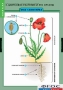 Комплект таблиц. Биология. Общее знакомство с цветковыми растениями. - fgospostavki.ru - Белово