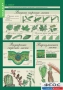 Комплект таблиц. Биология 6 класс. Растения, грибы, лишайники - fgospostavki.ru - Белово