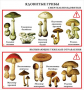 Комплект кодотранспарантов "Грибы" - fgospostavki.ru - Белово