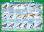 Комплект таблиц "Птицы России (4 листа)" (100х140 сантиметров, винил) - fgospostavki.ru - Белово