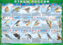 Комплект таблиц "Птицы России (4 листа)" (100х140 сантиметров, винил) - fgospostavki.ru - Белово