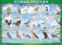 Комплект таблиц "Птицы России (4 листа)" (100х140 сантиметров, винил) - fgospostavki.ru - Белово