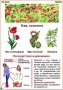 Комплект кодотранспарантов "Ядовитые растения" - fgospostavki.ru - Белово