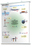 Плакаты по физике для оформления кабинета. - fgospostavki.ru - Белово