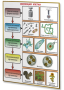 Плакаты по биологии для оформления кабинета. - fgospostavki.ru - Белово